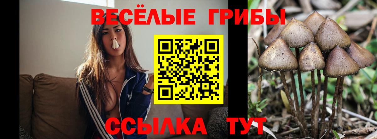 Галлюциногенные грибы ЛСД Новоалександровск